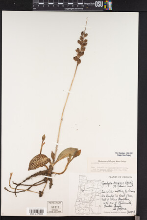 Goodyera oblongifolia image