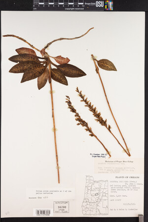 Goodyera oblongifolia image