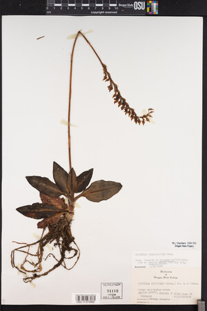 Goodyera oblongifolia image