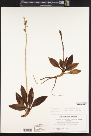 Goodyera oblongifolia image