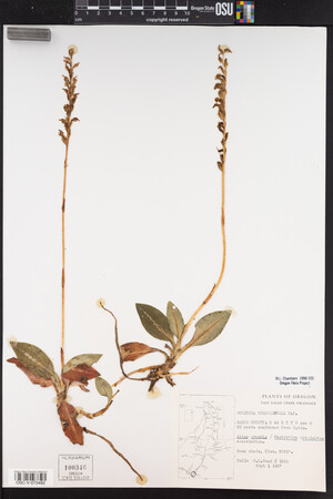 Goodyera oblongifolia image