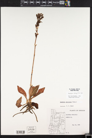 Goodyera oblongifolia image