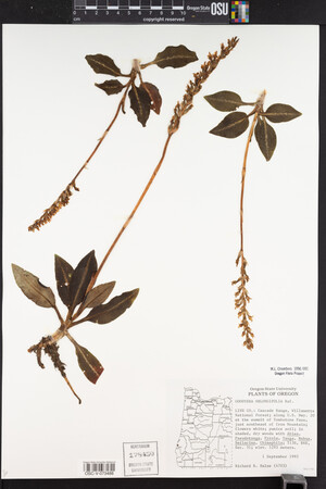 Goodyera oblongifolia image