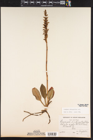 Goodyera oblongifolia image