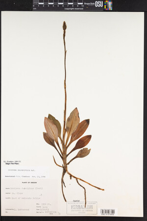 Goodyera oblongifolia image