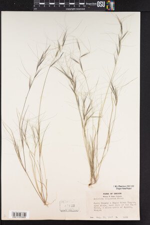 Aristida oligantha image