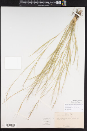 Aristida oligantha image