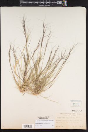 Aristida oligantha image