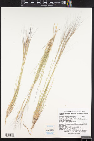 Aristida purpurea var. longiseta image