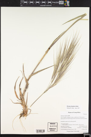 Bromus diandrus image