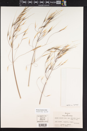 Bromus diandrus image