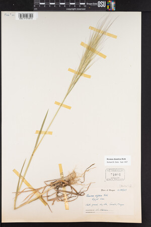 Bromus diandrus image