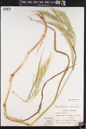 Bromus diandrus image