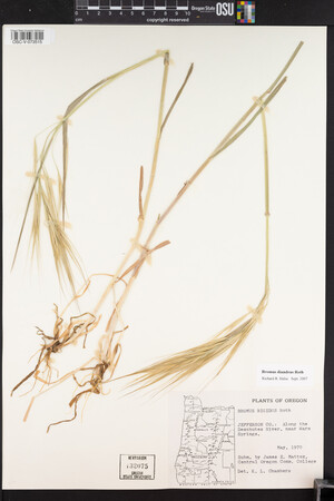 Bromus diandrus image