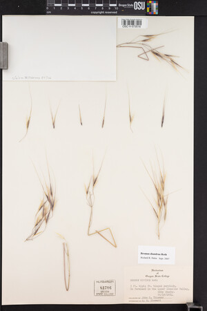 Bromus diandrus image