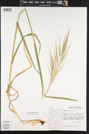 Bromus diandrus image