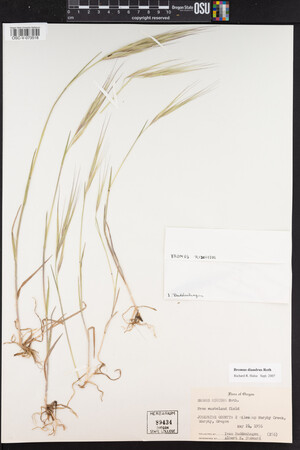 Bromus diandrus image