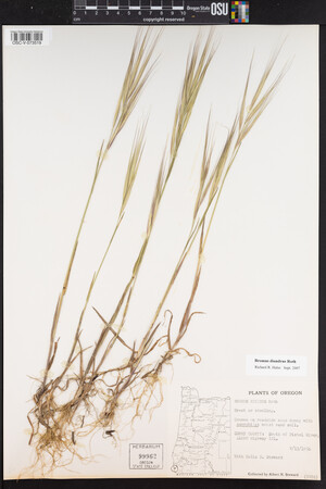 Bromus diandrus image