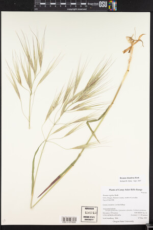 Bromus diandrus image