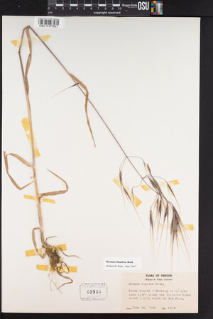 Bromus diandrus image