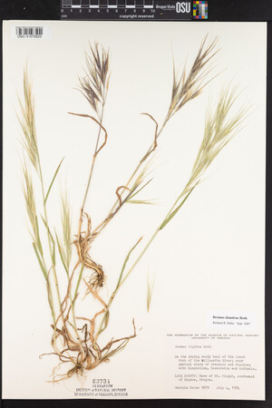 Bromus diandrus image