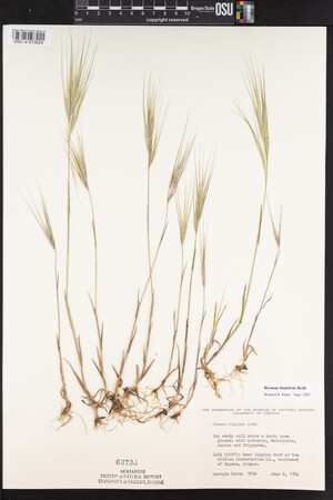 Bromus diandrus image