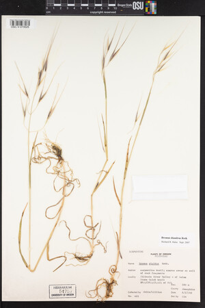 Bromus diandrus image