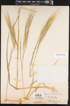 Bromus diandrus image