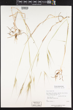 Bromus diandrus image