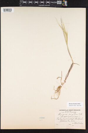 Bromus diandrus image