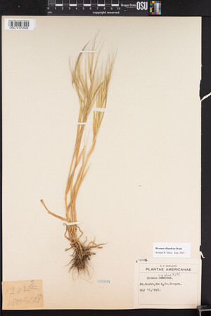 Bromus diandrus image