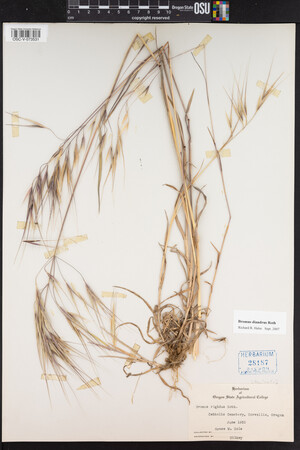 Bromus diandrus image