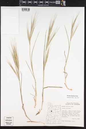 Bromus diandrus image