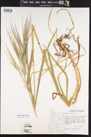 Bromus diandrus image