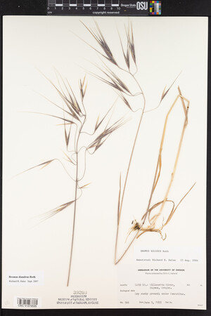 Bromus diandrus image