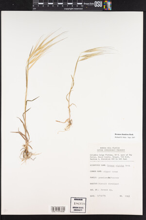 Bromus diandrus image