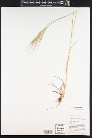 Bromus diandrus image