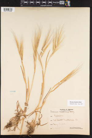 Bromus diandrus image