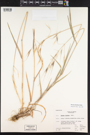 Bromus diandrus image