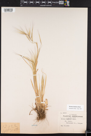 Bromus diandrus image