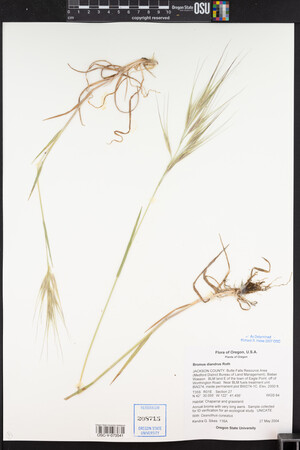 Bromus diandrus image