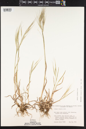 Bromus diandrus image