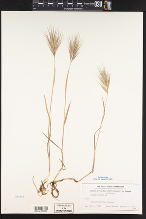 Bromus rubens image