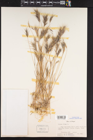 Bromus rubens image