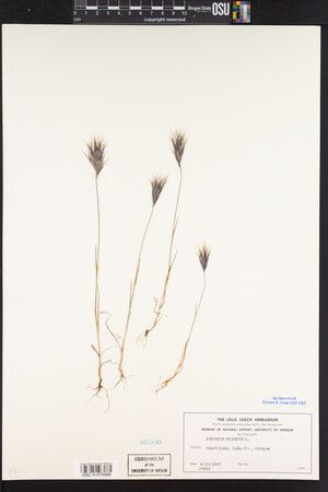 Bromus rubens image