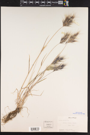 Bromus rubens image