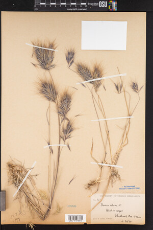 Bromus rubens image