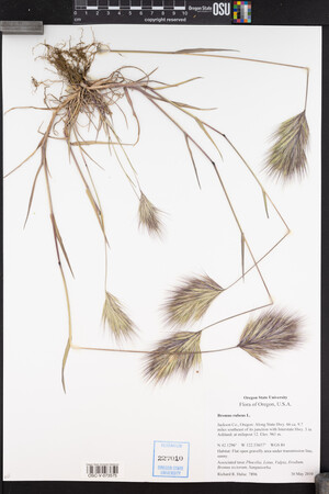 Bromus rubens image