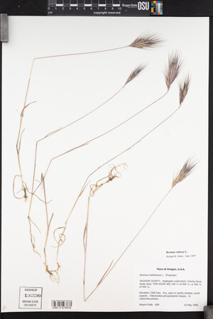 Bromus rubens image