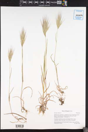 Bromus rubens image